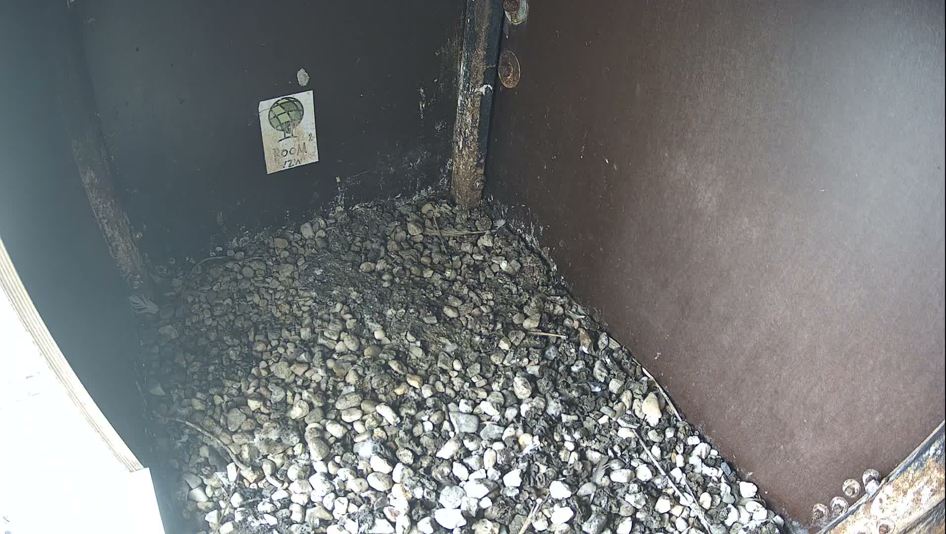 Virginie Lovelingge bouw (Virginie Loveling building) Inside Bird Nest Live Cam - Gent (Ghend-Gand), East Flanders (Flandre-Orientale), Flemish (Flamande), Belgium