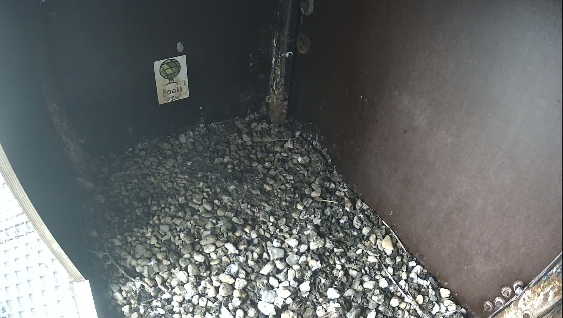 Virginie Lovelingge bouw (Virginie Loveling building) Inside Bird Nest Live Cam - Gent (Ghend-Gand), East Flanders (Flandre-Orientale), Flemish (Flamande), Belgium