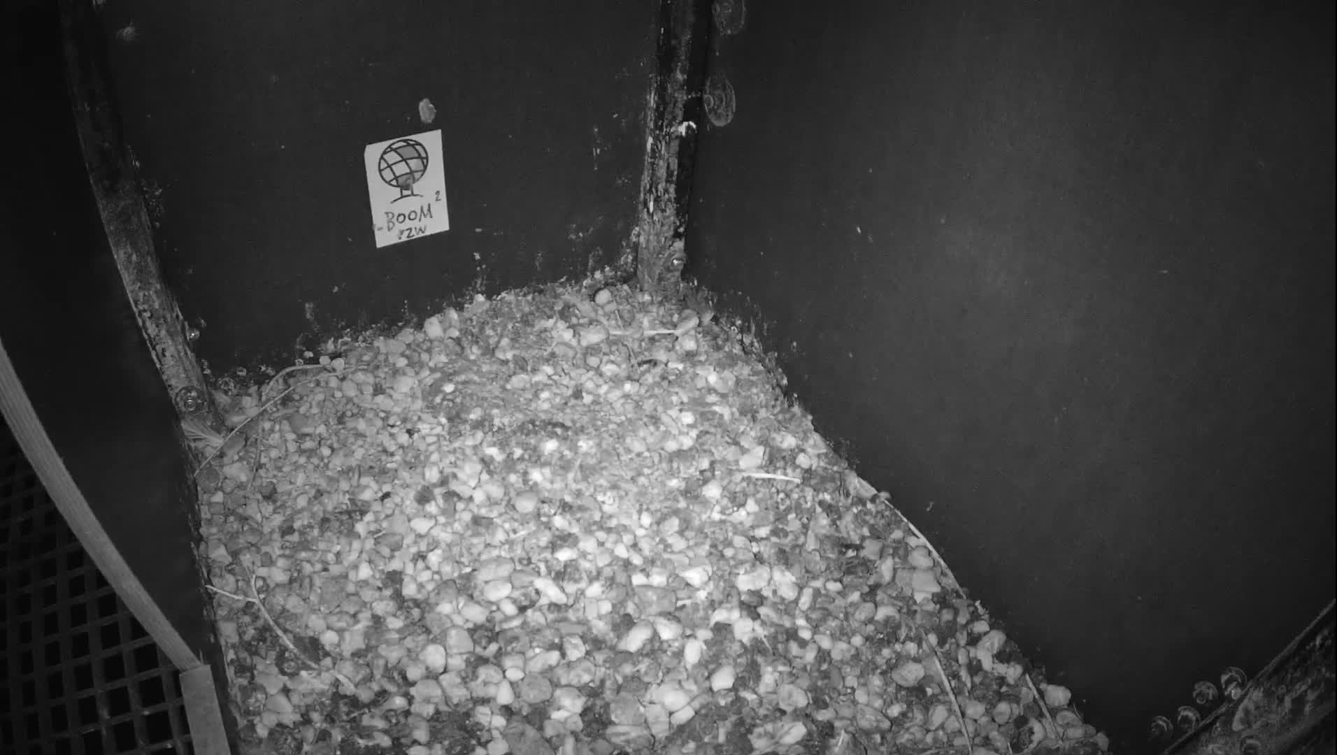 Virginie Lovelingge bouw (Virginie Loveling building) Inside Bird Nest Live Cam - Gent (Ghend-Gand), East Flanders (Flandre-Orientale), Flemish (Flamande), Belgium