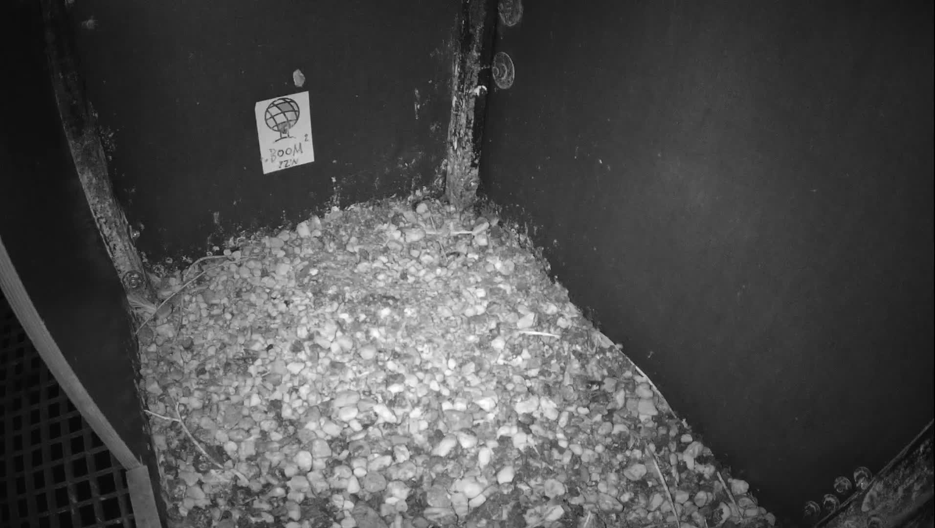 Virginie Lovelingge bouw (Virginie Loveling building) Inside Bird Nest Live Cam - Gent (Ghend-Gand), East Flanders (Flandre-Orientale), Flemish (Flamande), Belgium