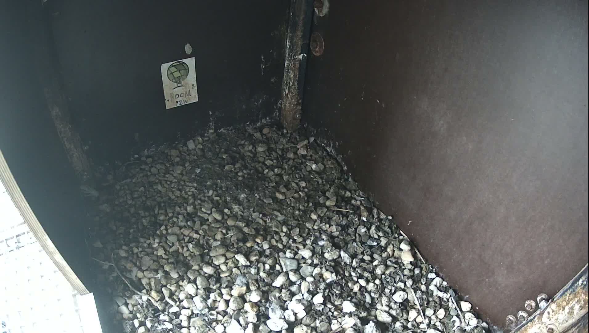 Virginie Lovelingge bouw (Virginie Loveling building) Inside Bird Nest Live Cam - Gent (Ghend-Gand), East Flanders (Flandre-Orientale), Flemish (Flamande), Belgium