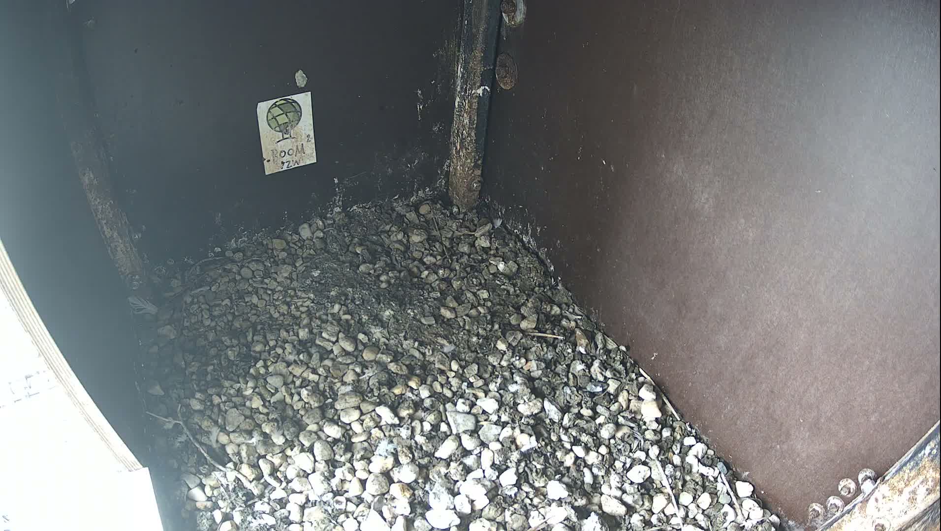 Virginie Lovelingge bouw (Virginie Loveling building) Inside Bird Nest Live Cam - Gent (Ghend-Gand), East Flanders (Flandre-Orientale), Flemish (Flamande), Belgium