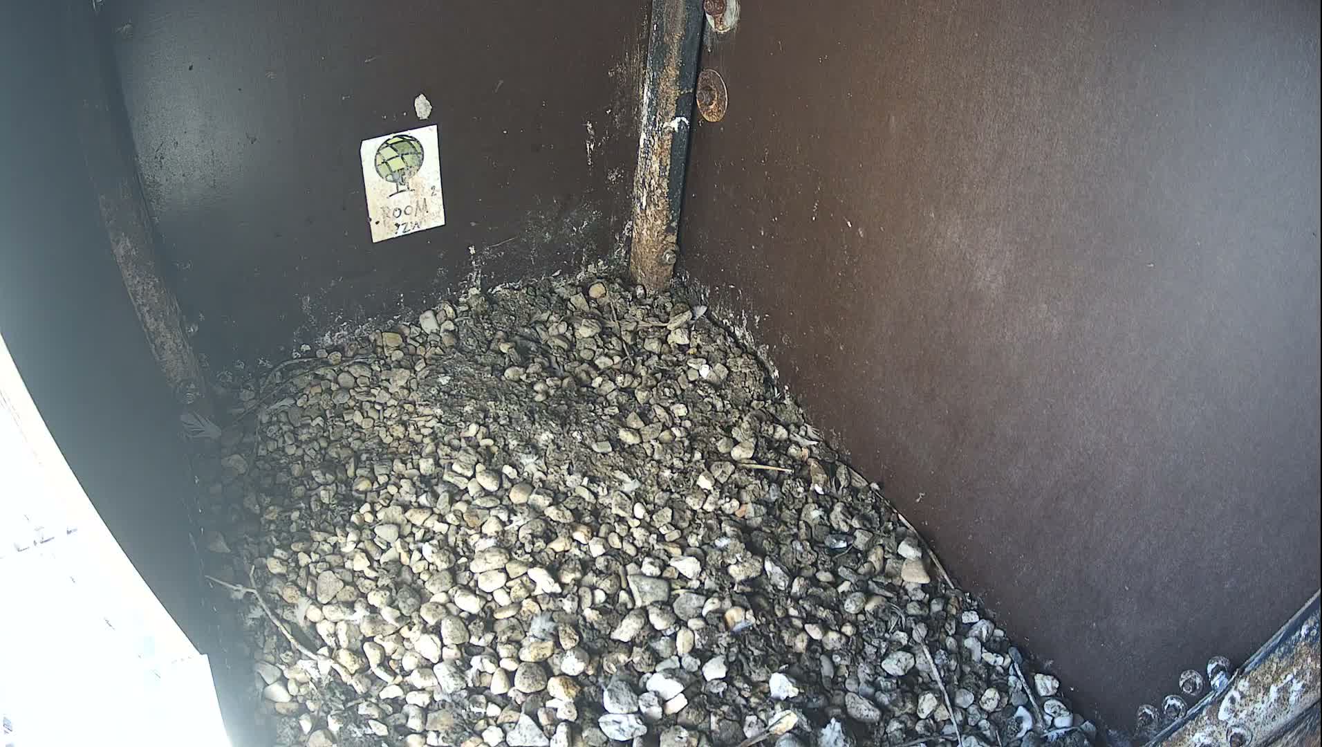 Virginie Lovelingge bouw (Virginie Loveling building) Inside Bird Nest Live Cam - Gent (Ghend-Gand), East Flanders (Flandre-Orientale), Flemish (Flamande), Belgium
