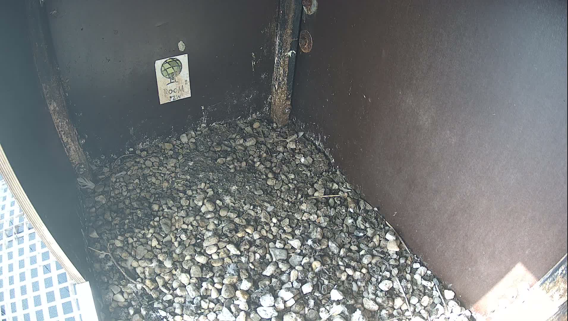Virginie Lovelingge bouw (Virginie Loveling building) Inside Bird Nest Live Cam - Gent (Ghend-Gand), East Flanders (Flandre-Orientale), Flemish (Flamande), Belgium