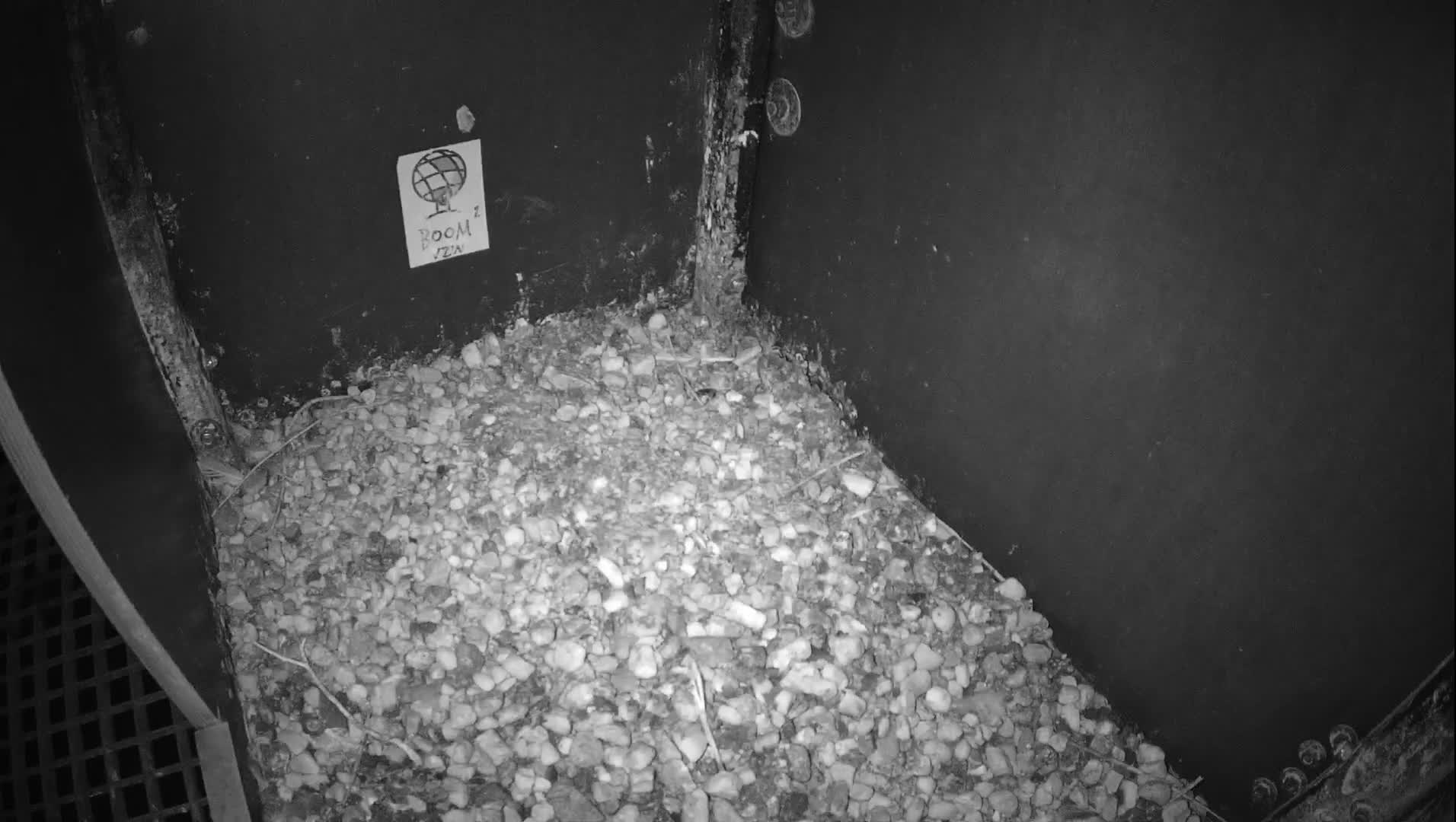 Virginie Lovelingge bouw (Virginie Loveling building) Inside Bird Nest Live Cam - Gent (Ghend-Gand), East Flanders (Flandre-Orientale), Flemish (Flamande), Belgium