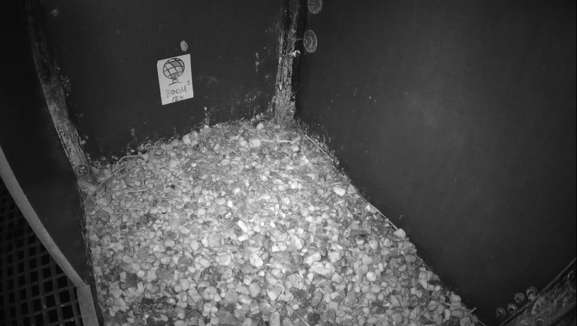 Virginie Lovelingge bouw (Virginie Loveling building) Inside Bird Nest Live Cam - Gent (Ghend-Gand), East Flanders (Flandre-Orientale), Flemish (Flamande), Belgium