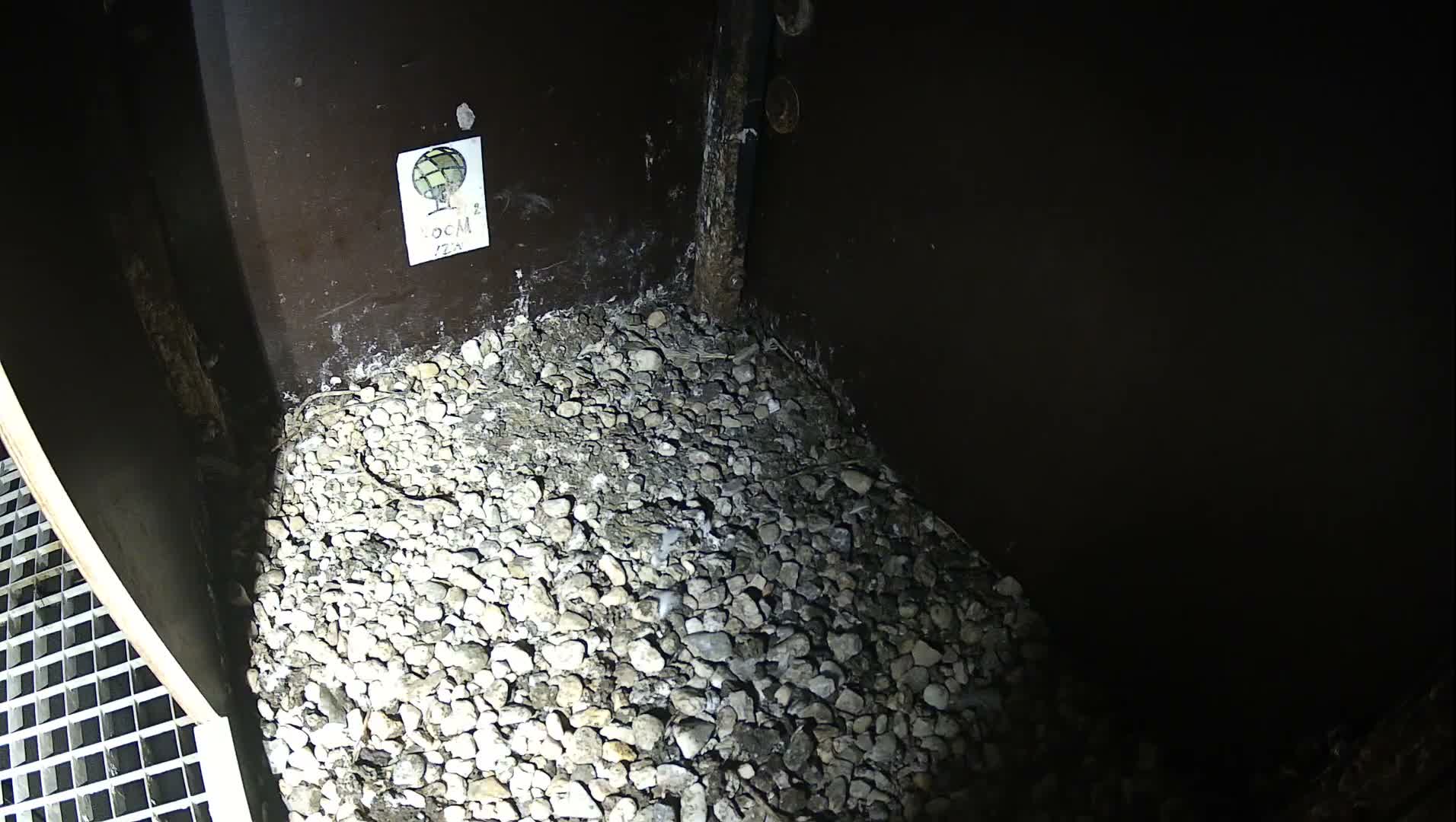 Virginie Lovelingge bouw (Virginie Loveling building) Inside Bird Nest Live Cam - Gent (Ghend-Gand), East Flanders (Flandre-Orientale), Flemish (Flamande), Belgium