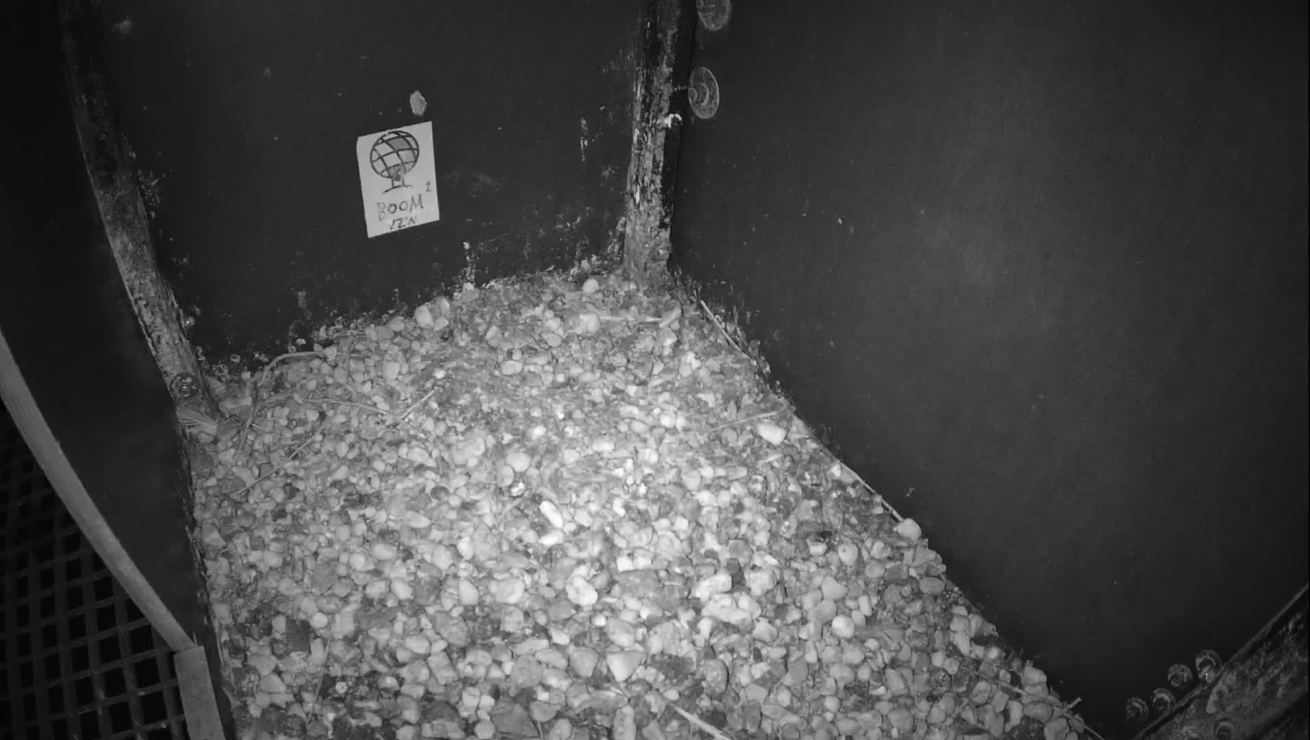 Virginie Lovelingge bouw (Virginie Loveling building) Inside Bird Nest Live Cam - Gent (Ghend-Gand), East Flanders (Flandre-Orientale), Flemish (Flamande), Belgium