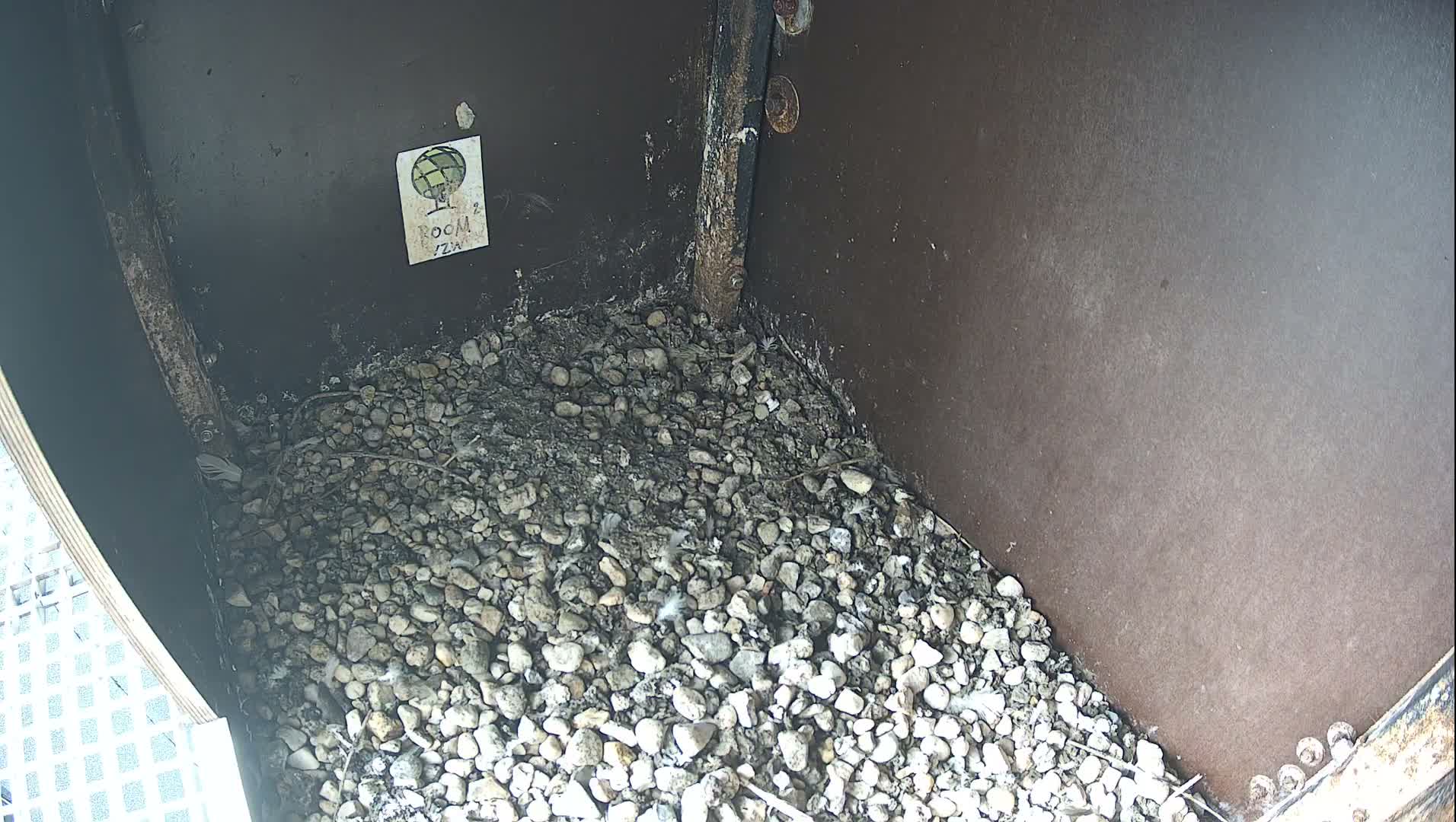 Virginie Lovelingge bouw (Virginie Loveling building) Inside Bird Nest Live Cam - Gent (Ghend-Gand), East Flanders (Flandre-Orientale), Flemish (Flamande), Belgium