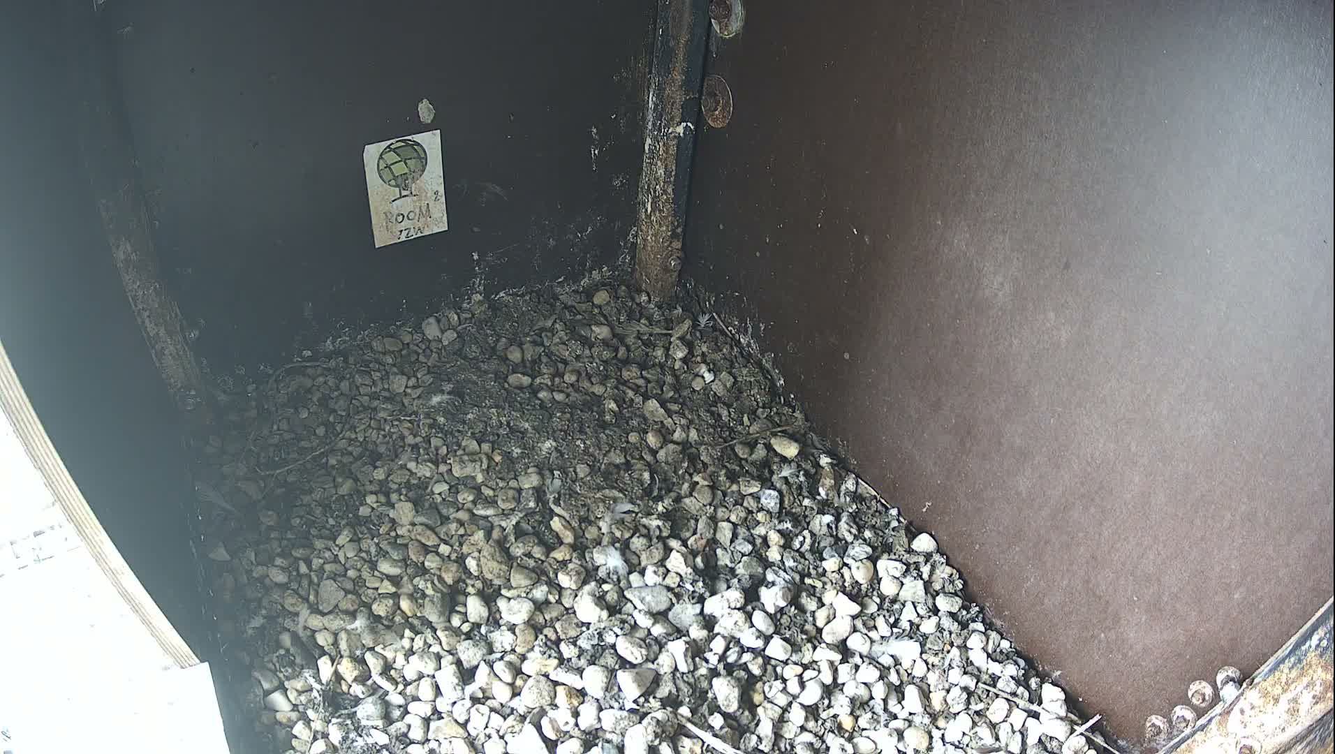 Virginie Lovelingge bouw (Virginie Loveling building) Inside Bird Nest Live Cam - Gent (Ghend-Gand), East Flanders (Flandre-Orientale), Flemish (Flamande), Belgium