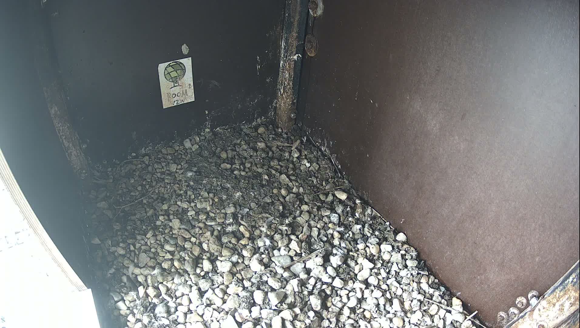 Virginie Lovelingge bouw (Virginie Loveling building) Inside Bird Nest Live Cam - Gent (Ghend-Gand), East Flanders (Flandre-Orientale), Flemish (Flamande), Belgium