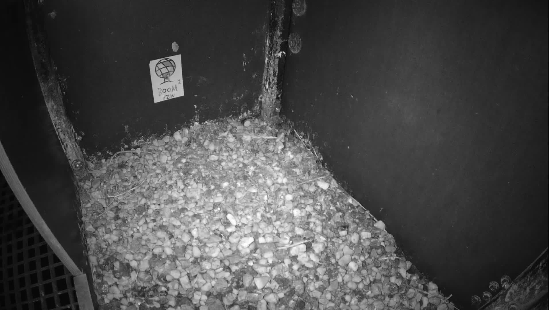 Virginie Lovelingge bouw (Virginie Loveling building) Inside Bird Nest Live Cam - Gent (Ghend-Gand), East Flanders (Flandre-Orientale), Flemish (Flamande), Belgium