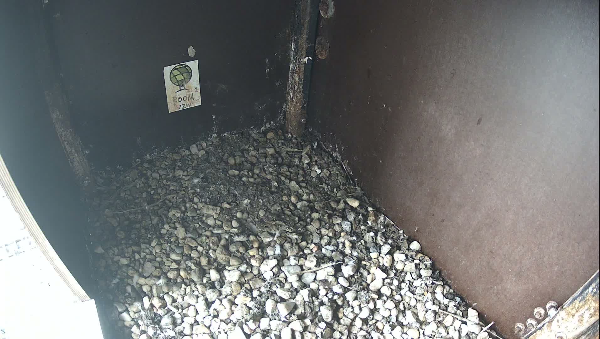 Virginie Lovelingge bouw (Virginie Loveling building) Inside Bird Nest Live Cam - Gent (Ghend-Gand), East Flanders (Flandre-Orientale), Flemish (Flamande), Belgium