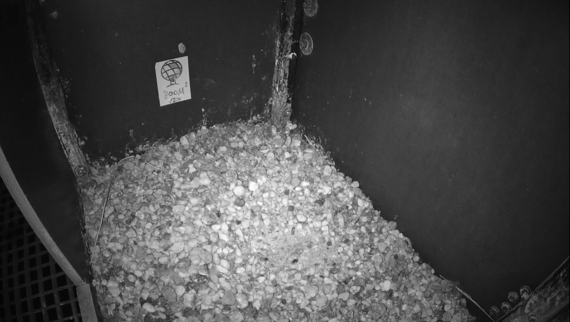 Virginie Lovelingge bouw (Virginie Loveling building) Inside Bird Nest Live Cam - Gent (Ghend-Gand), East Flanders (Flandre-Orientale), Flemish (Flamande), Belgium