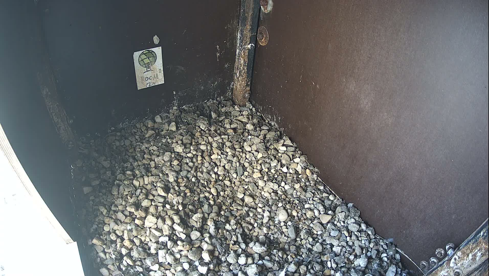 Virginie Lovelingge bouw (Virginie Loveling building) Inside Bird Nest Live Cam - Gent (Ghend-Gand), East Flanders (Flandre-Orientale), Flemish (Flamande), Belgium