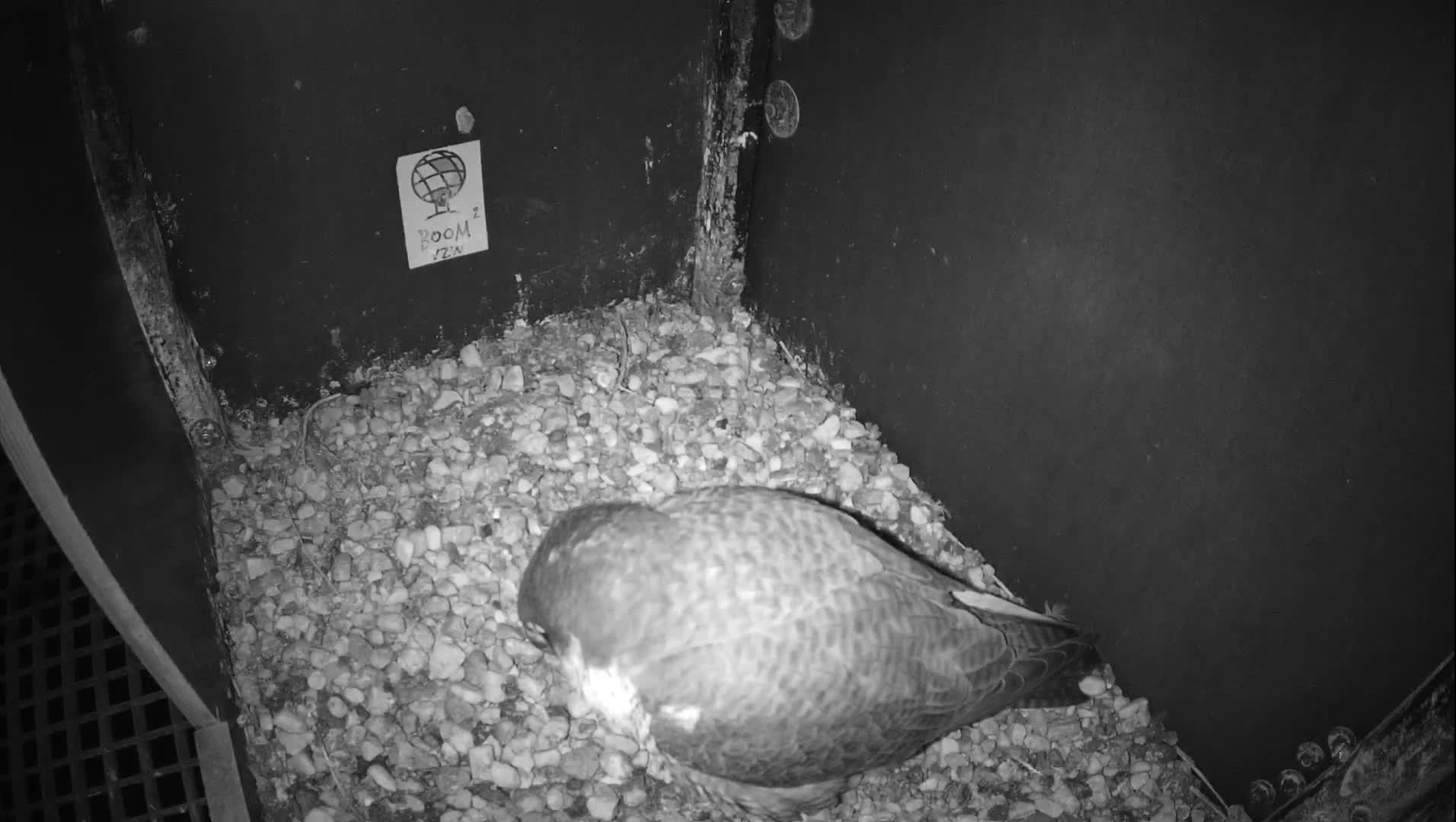 Virginie Lovelingge bouw (Virginie Loveling building) Inside Bird Nest Live Cam - Gent (Ghend-Gand), East Flanders (Flandre-Orientale), Flemish (Flamande), Belgium