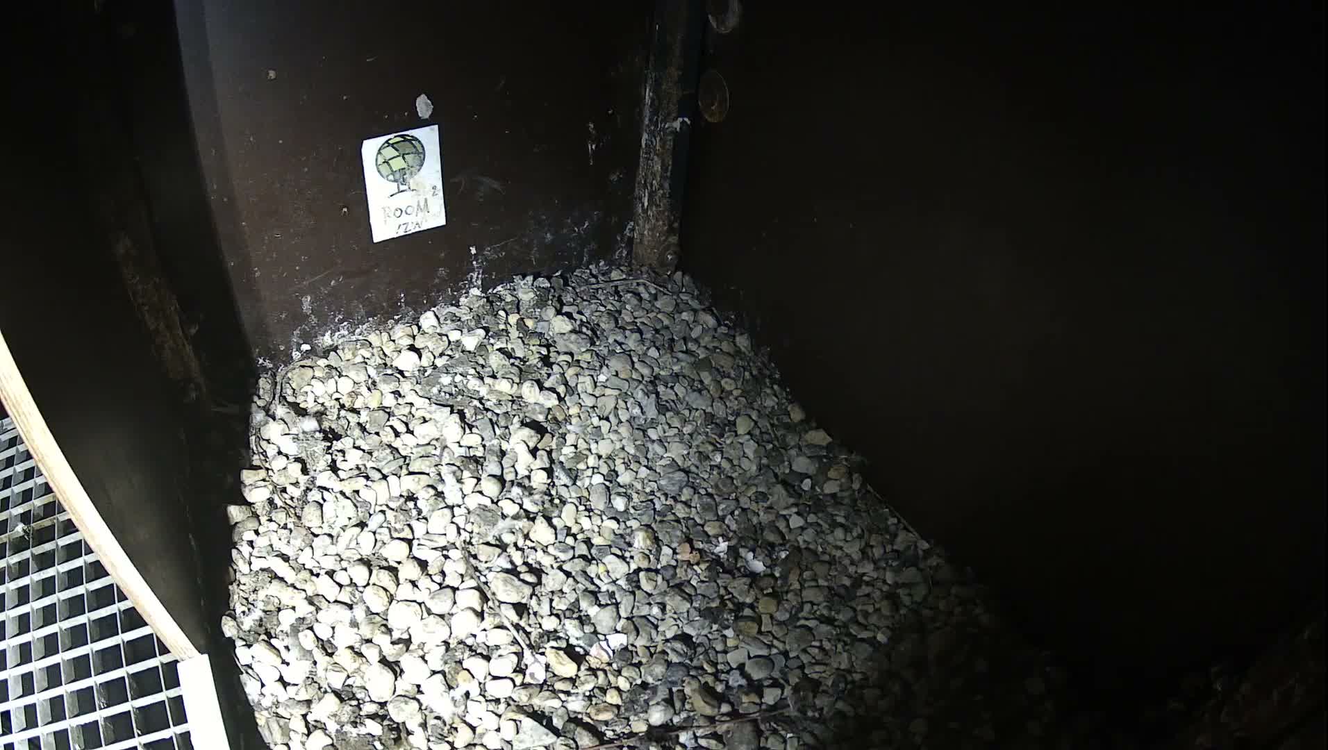 Virginie Lovelingge bouw (Virginie Loveling building) Inside Bird Nest Live Cam - Gent (Ghend-Gand), East Flanders (Flandre-Orientale), Flemish (Flamande), Belgium