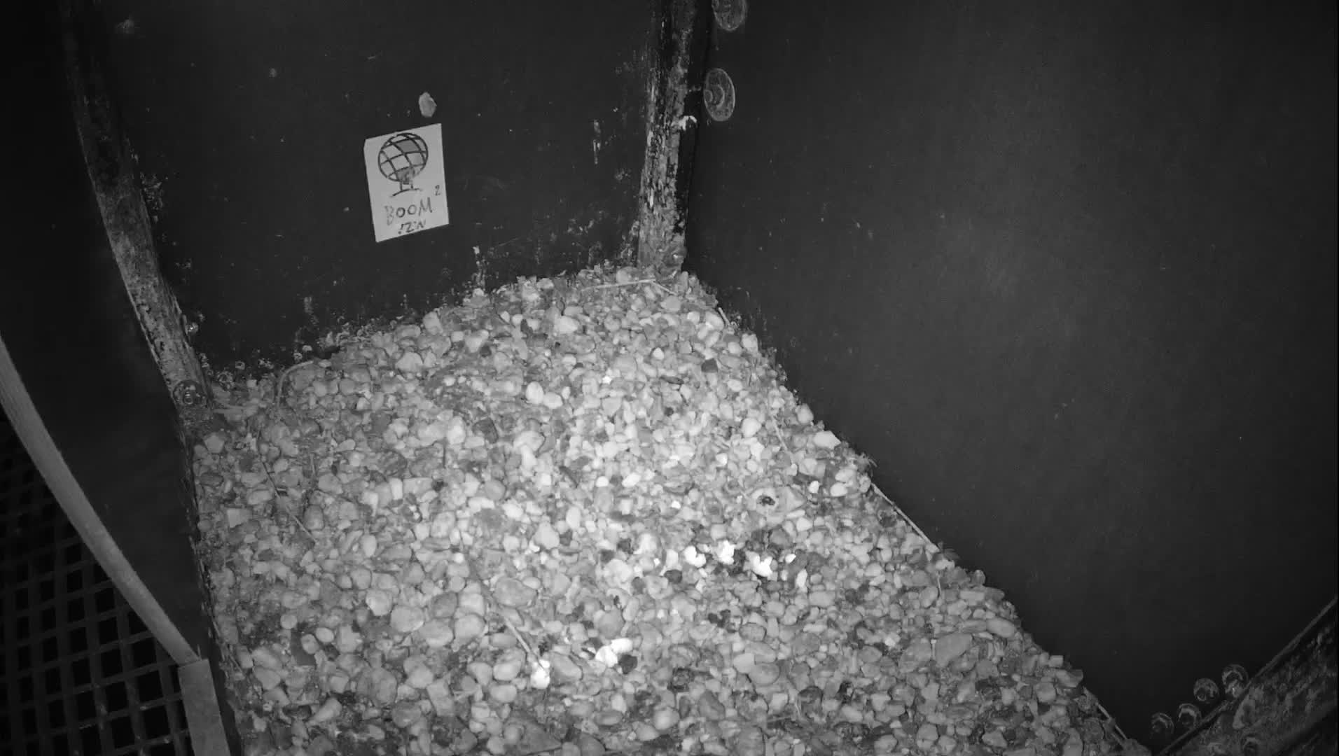 Virginie Lovelingge bouw (Virginie Loveling building) Inside Bird Nest Live Cam - Gent (Ghend-Gand), East Flanders (Flandre-Orientale), Flemish (Flamande), Belgium