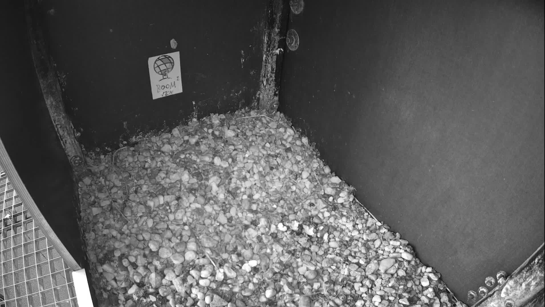 Virginie Lovelingge bouw (Virginie Loveling building) Inside Bird Nest Live Cam - Gent (Ghend-Gand), East Flanders (Flandre-Orientale), Flemish (Flamande), Belgium