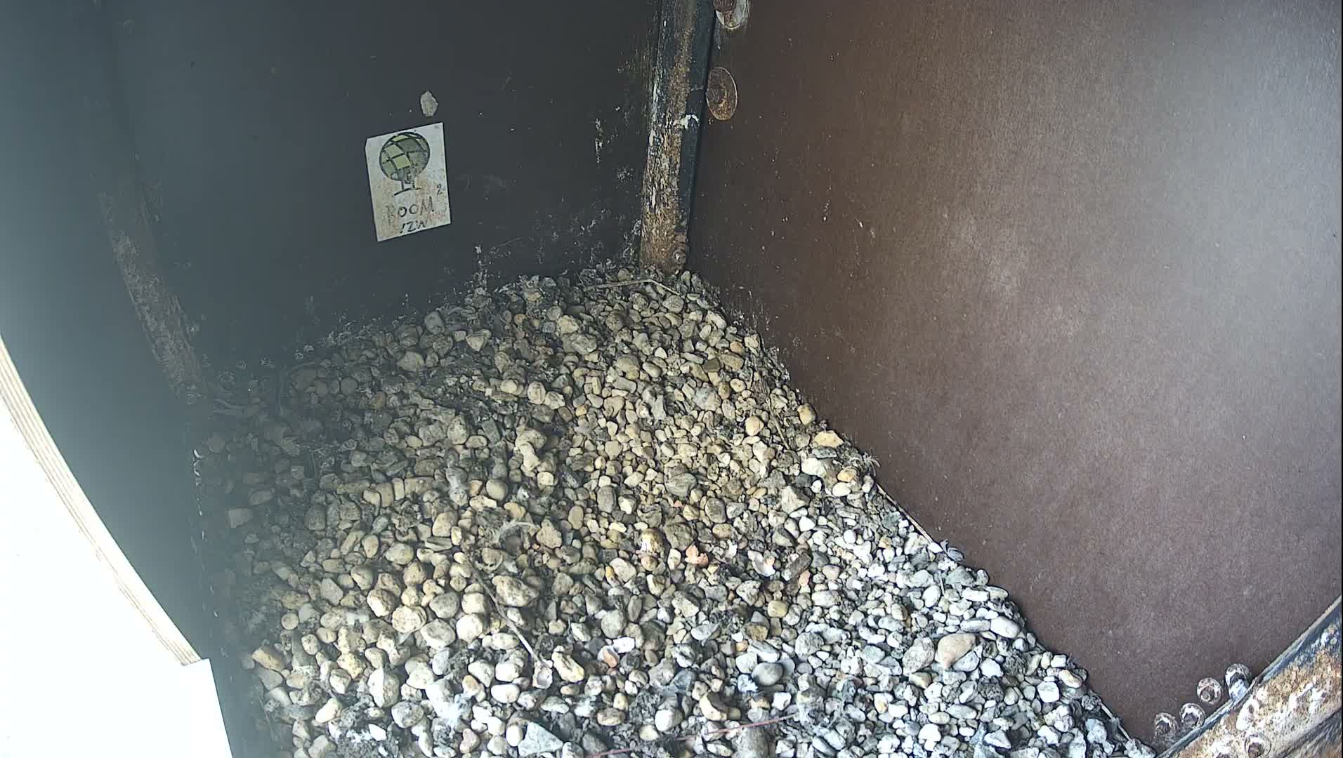 Virginie Lovelingge bouw (Virginie Loveling building) Inside Bird Nest Live Cam - Gent (Ghend-Gand), East Flanders (Flandre-Orientale), Flemish (Flamande), Belgium