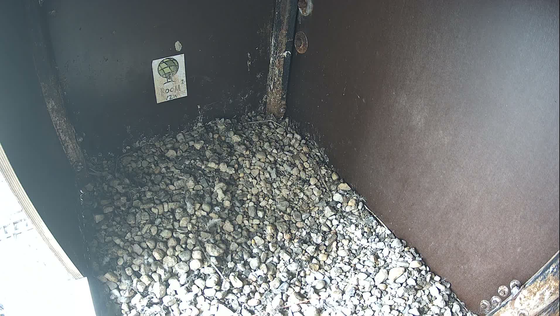 A black and white image depicts the corner of a dark enclosure with a floor covered in small light-colored pebbles and scattered debris, including a dark feather-like object.
