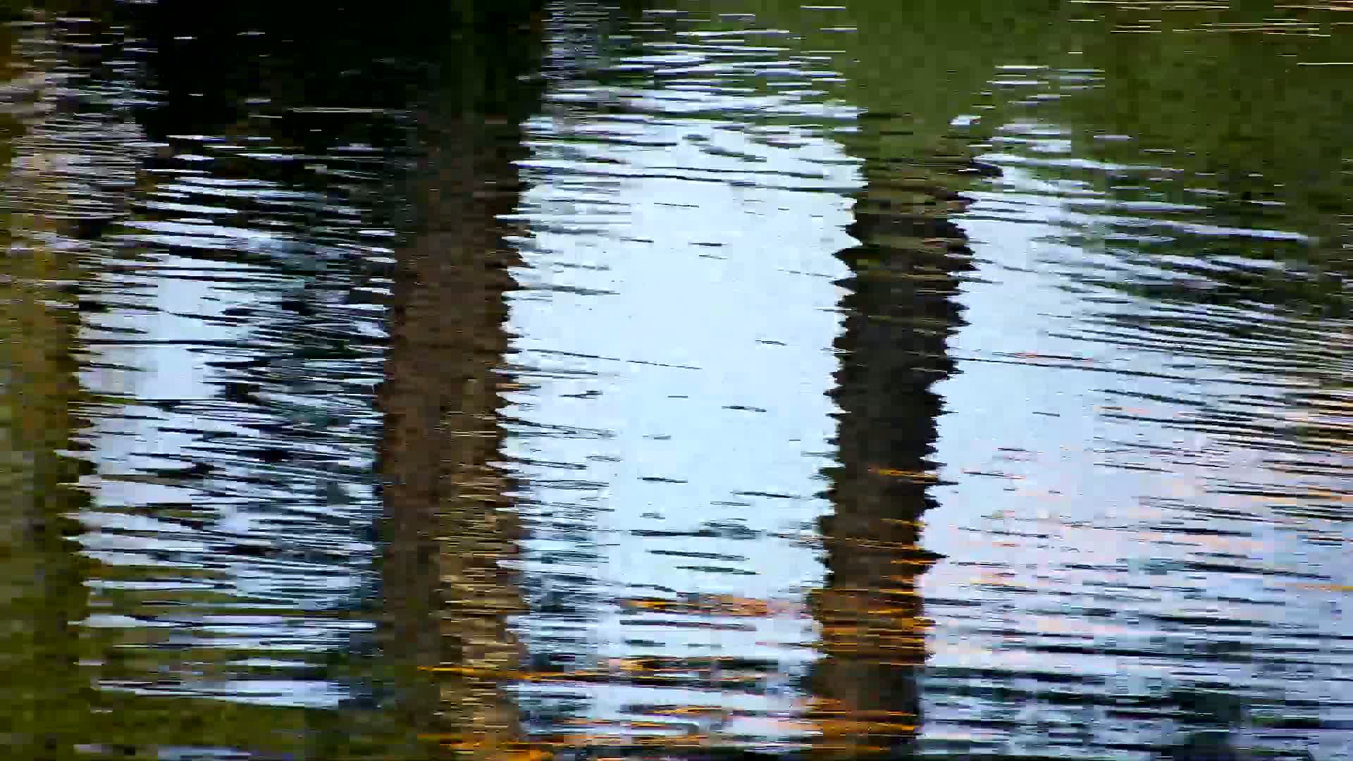 The reflection of two tree trunks is seen in gently rippling water.