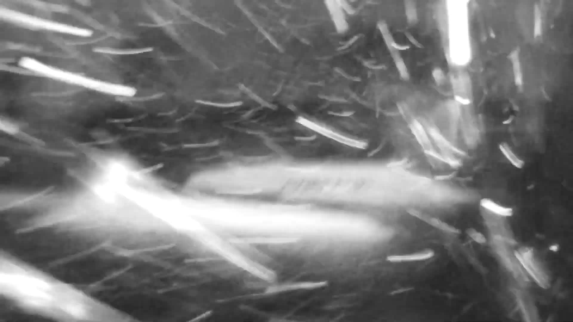 Knokke-Heist, Put van de Cloedet Sport Lake (De Cloedet Pond) Live Cam - Bruges, West Flanders (Flandre-Occidentale), Flemish (Flamande), Belgium