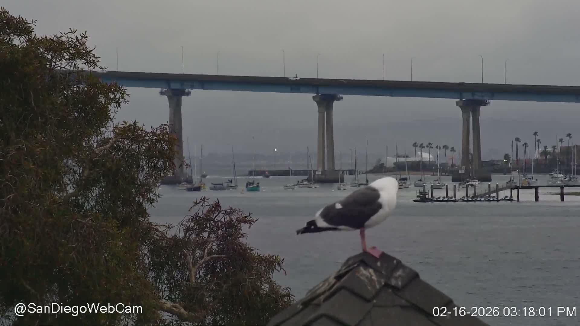 San Diego, Coronado Bridge & Sant Diego City & Bay Skyline View Live Cam - Downtown, San Diego, San Diego County, California, USA