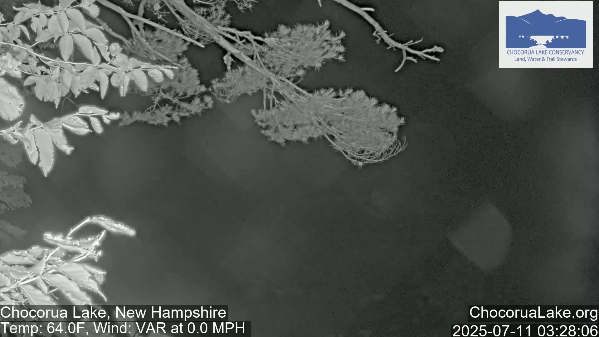 Low-light grayscale imagery shows tree branches overhanging a dark body of water under calm, nighttime conditions.