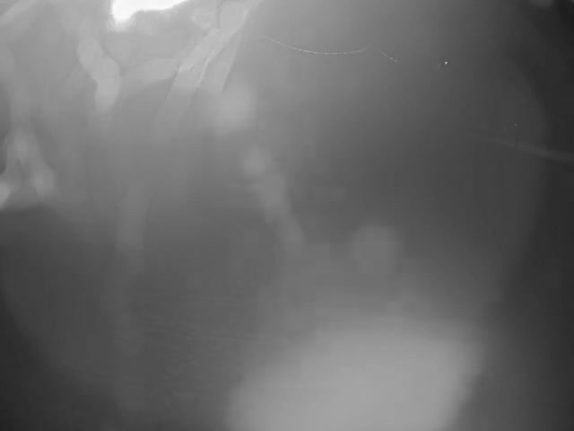 A blurry, grayscale outdoor night scene captures indistinct shapes of foliage illuminated by a bright light source at the top, with delicate lines suggestive of a spiderweb visible in the upper right.