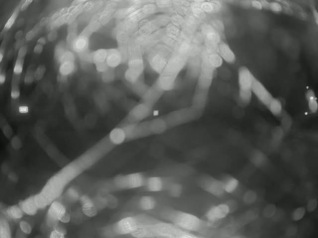 A blurry, out-of-focus grayscale image shows a tangled mass of thin, light-colored strands with bright, circular highlights.