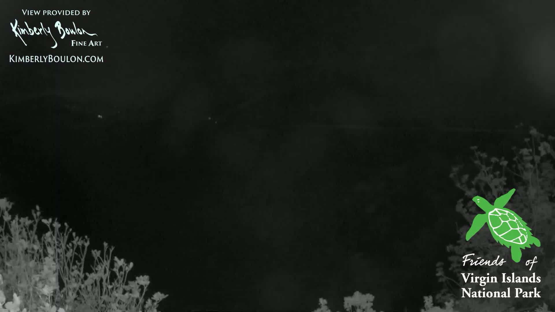 A nighttime, low-light image shows a dark body of water, some vegetation in the foreground and background, and a sea turtle graphic.
