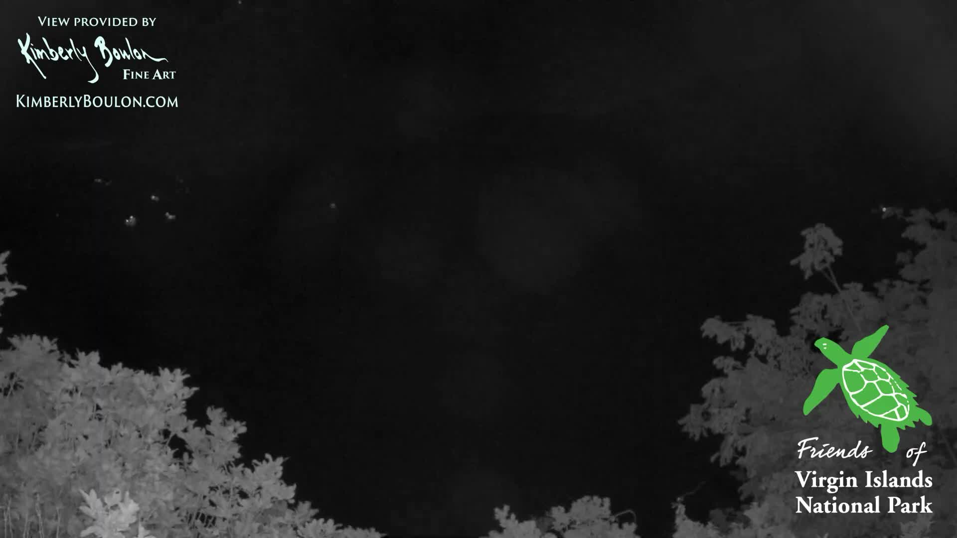A grainy, infrared nighttime scene reveals indistinct, light-colored vegetation under a clear, dark sky, dotted with several small, glowing, blurry orbs in the upper portion.