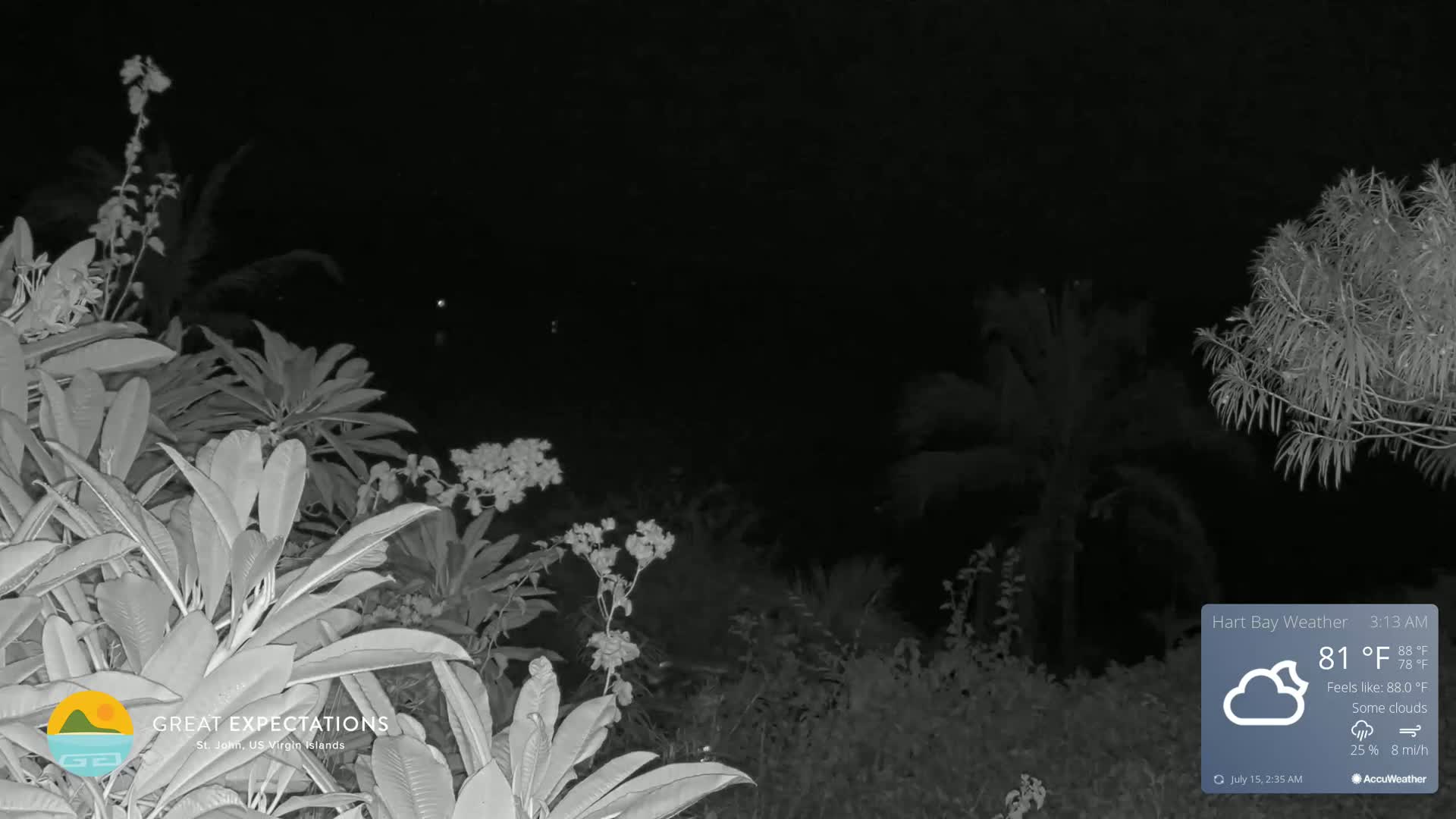 A nighttime view of lush tropical plants under a partly cloudy sky.