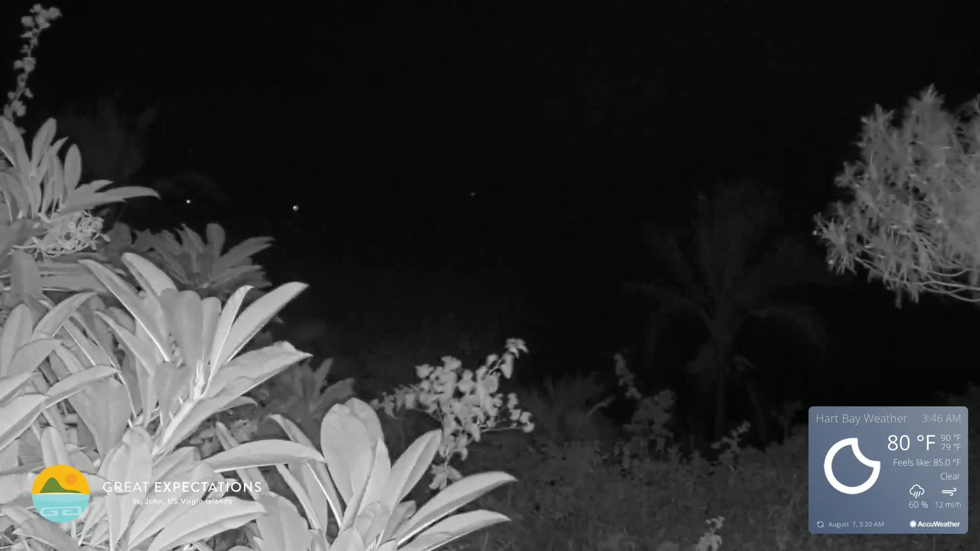 A nighttime, infrared view shows lush tropical plants under a clear sky.