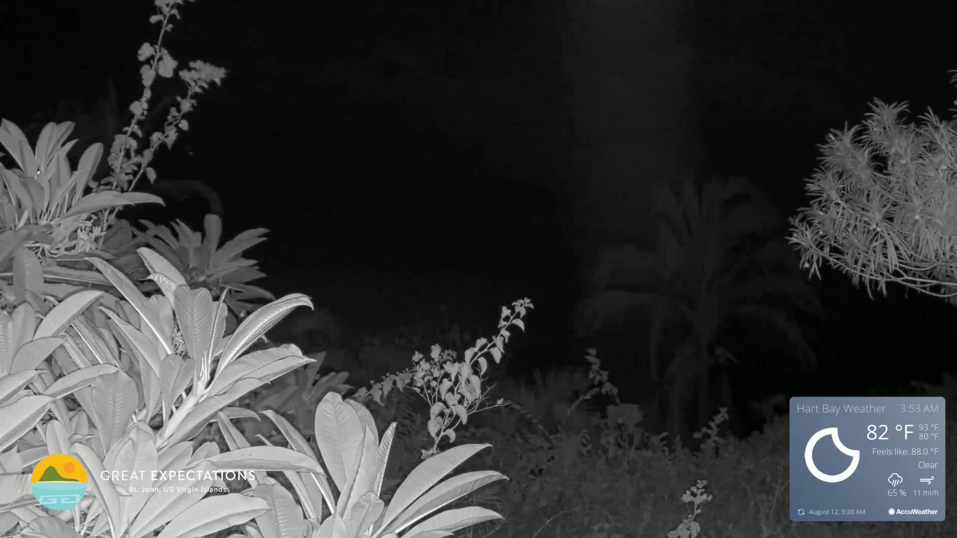 A nighttime infrared view shows tropical plants and trees under a clear sky.