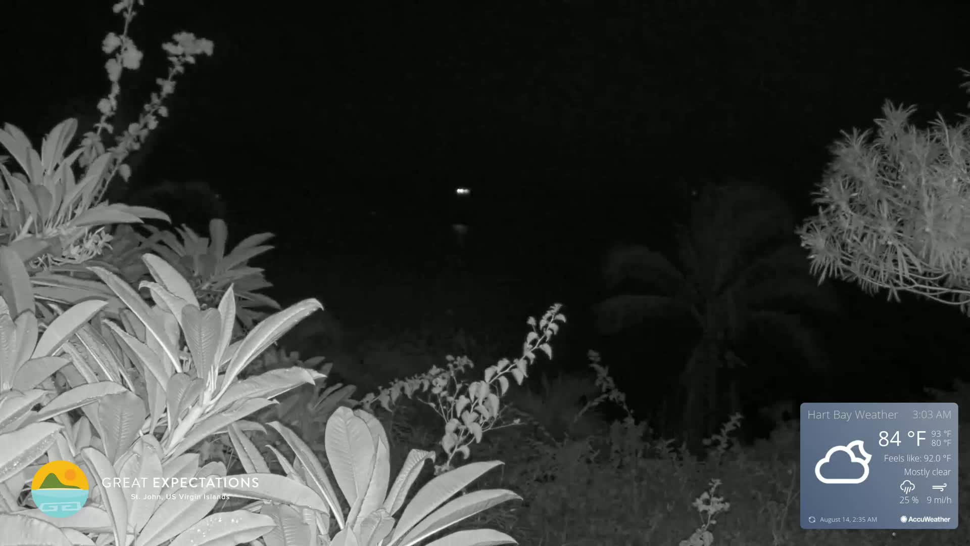 A nighttime, mostly clear view of tropical plants under a dark sky with a distant light source.
