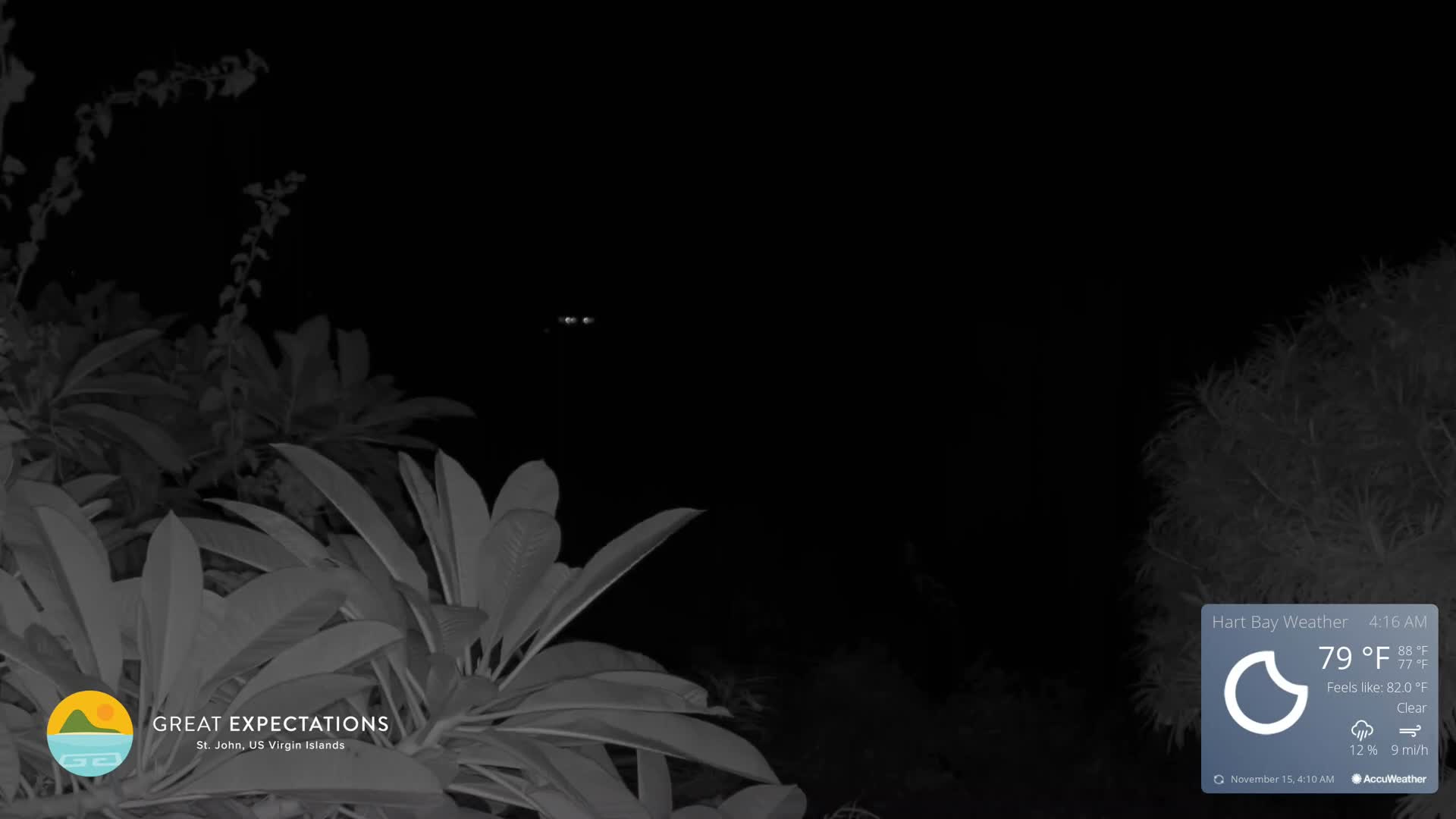 A dark outdoor scene at night shows broad-leafed foliage in the foreground with two reflective animal eyes visible in the distant darkness.
