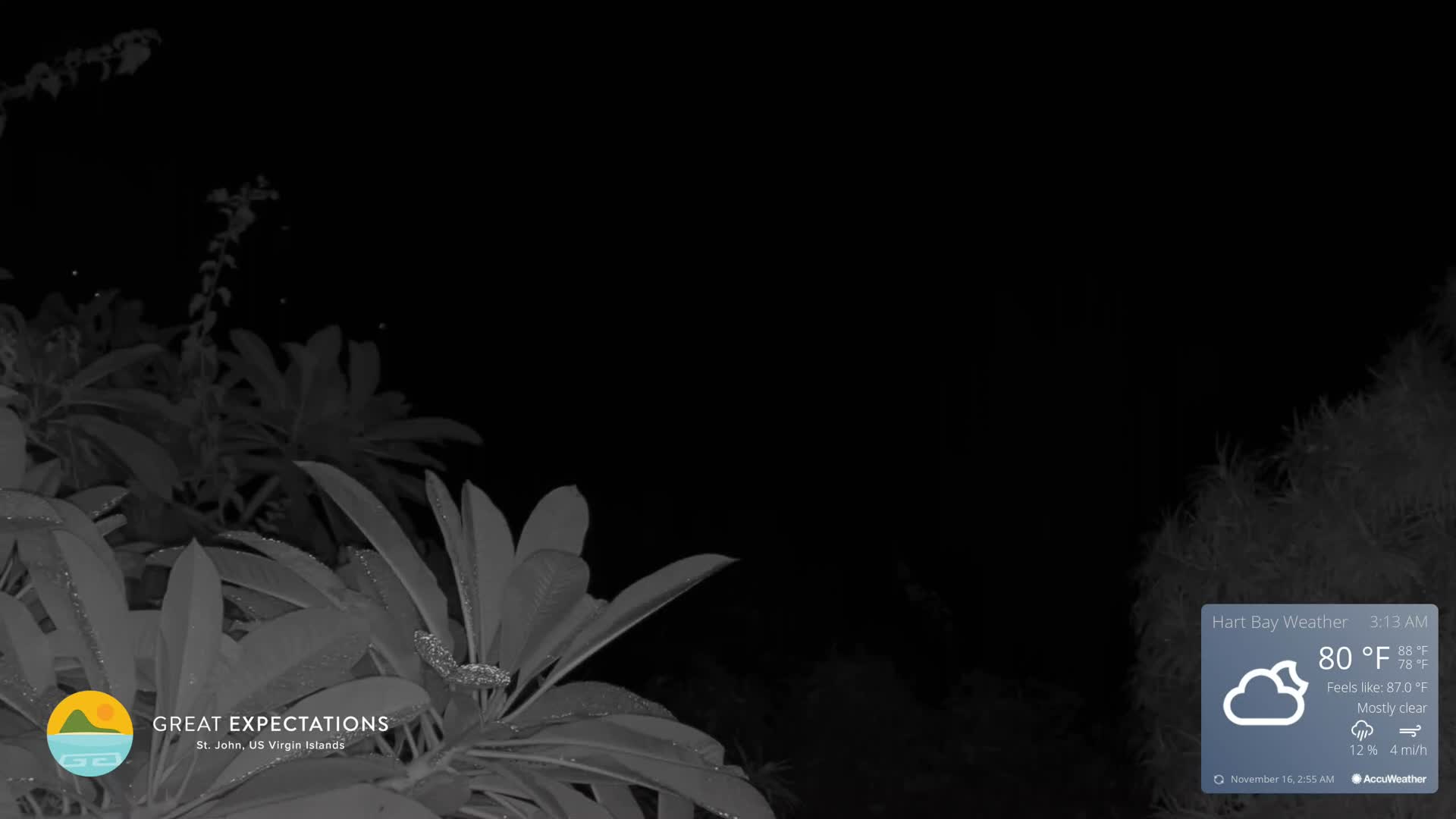 A close-up, infrared view captures dew-covered foliage with a small insect perched on a central leaf, set against a dark nighttime background under mostly clear skies with an outdoor temperature of 80 degrees Fahrenheit.