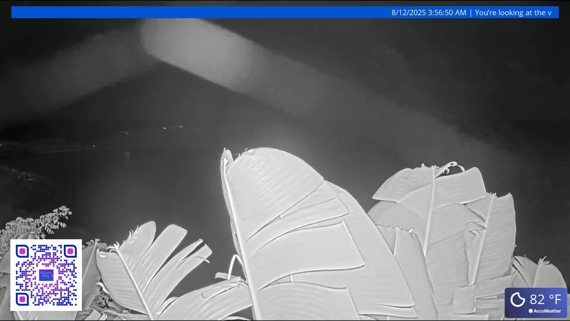 A nighttime, infrared view shows large banana leaves in the foreground with a dark, possibly hazy, background featuring distant lights.