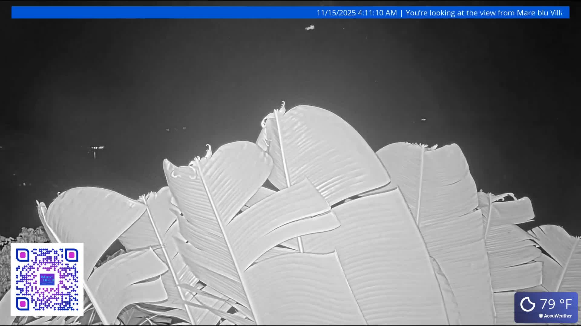 A prominent cluster of large, light-colored banana leaves dominates the foreground of a night-vision scene, looking out over a dark expanse, likely a body of water, with faint distant lights visible under clear skies at 79°F.