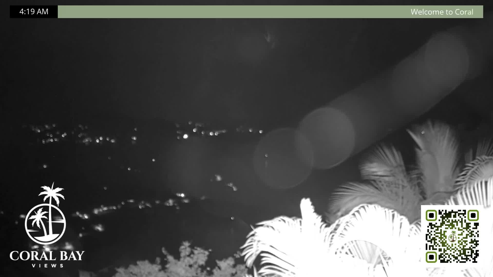 The image depicts a clear nighttime scene of distant city lights shimmering across a dark landscape, with brightly illuminated palm fronds and prominent lens flares in the foreground.