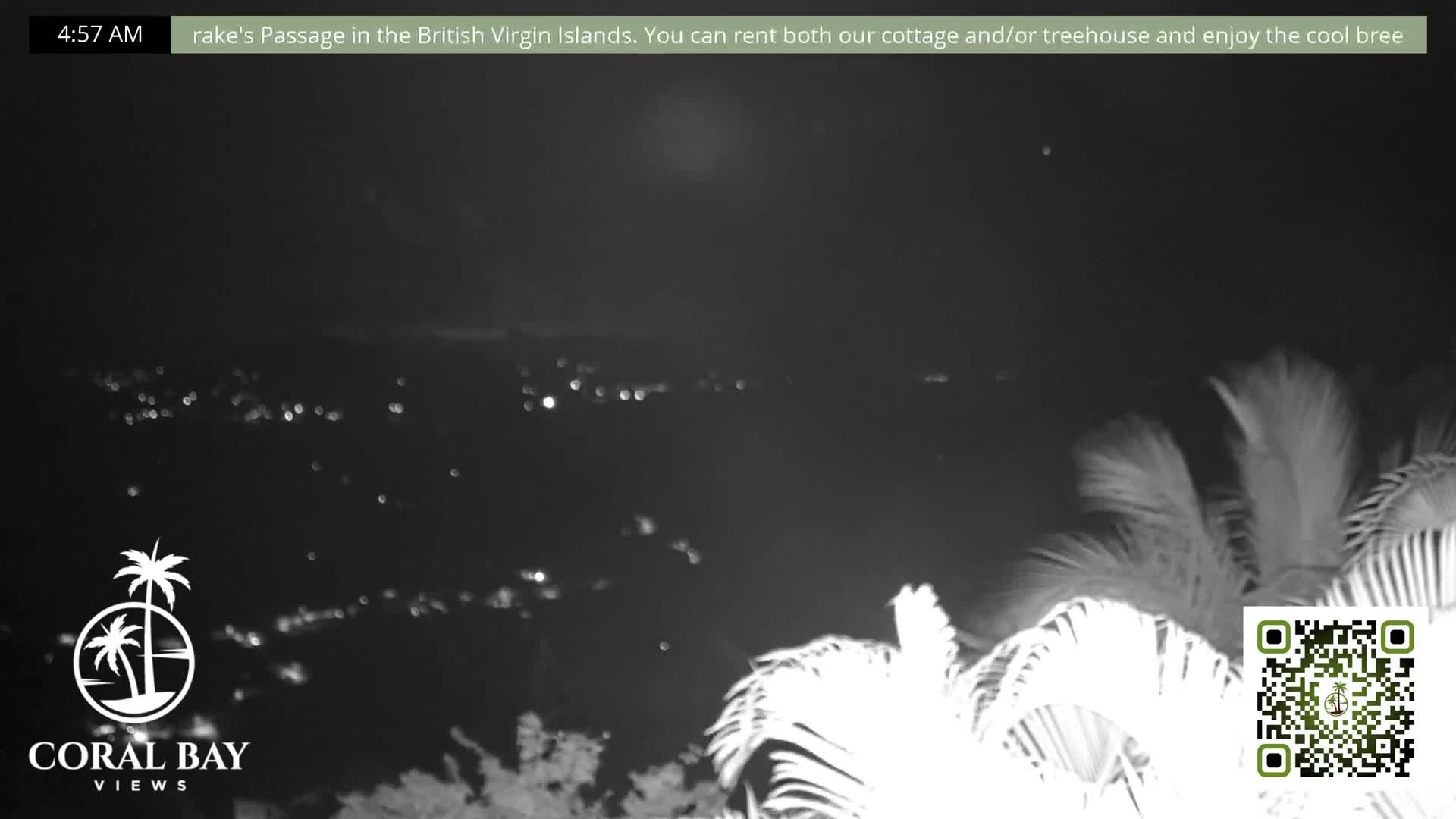 The image depicts a clear nighttime scene of distant city lights shimmering across a dark landscape, with brightly illuminated palm fronds and prominent lens flares in the foreground.