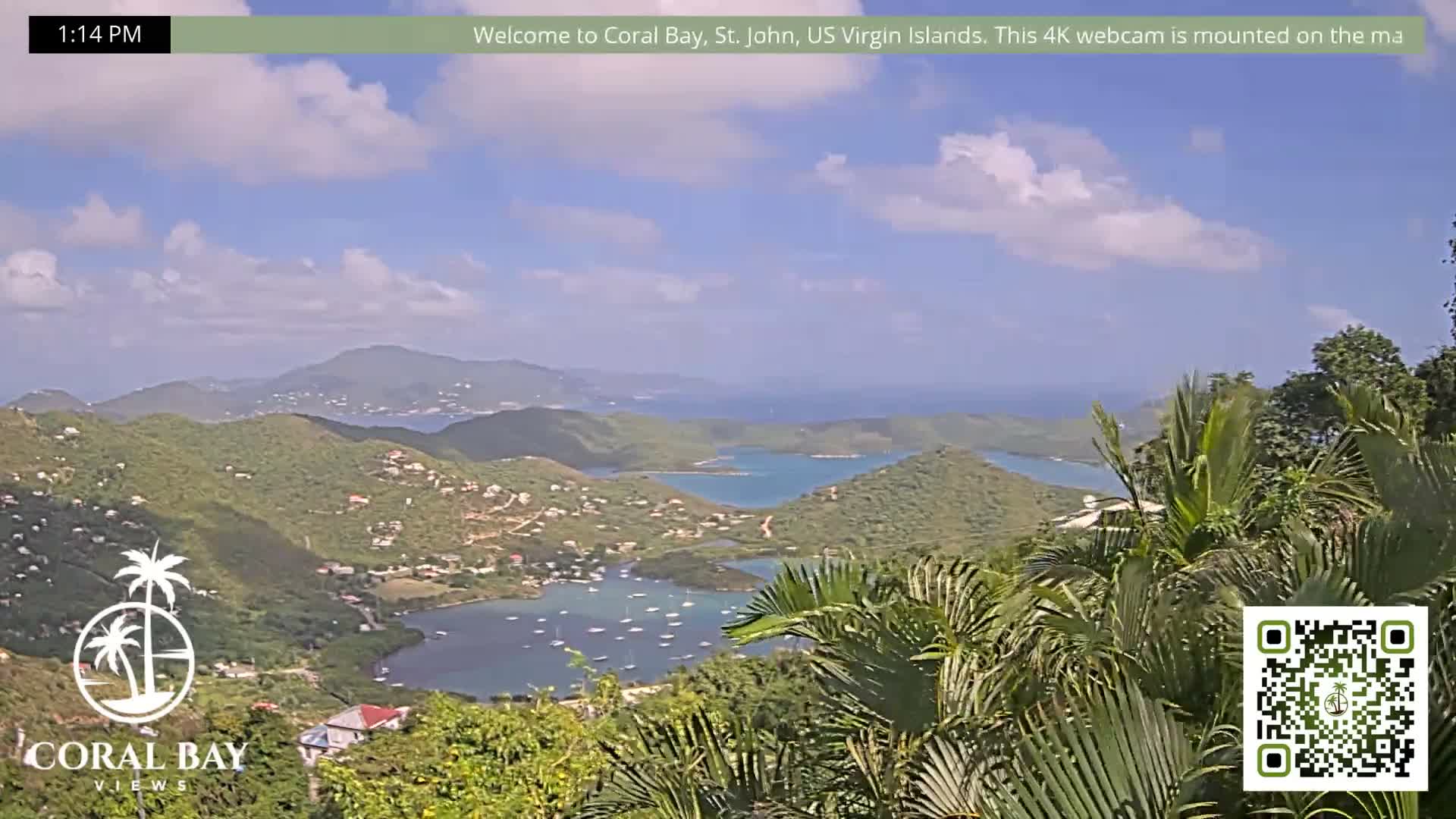 A clear night showcases a coastal landscape from an elevated perspective, featuring a sprawling array of city lights stretching along the horizon and prominently illuminated palm fronds in the foreground.
