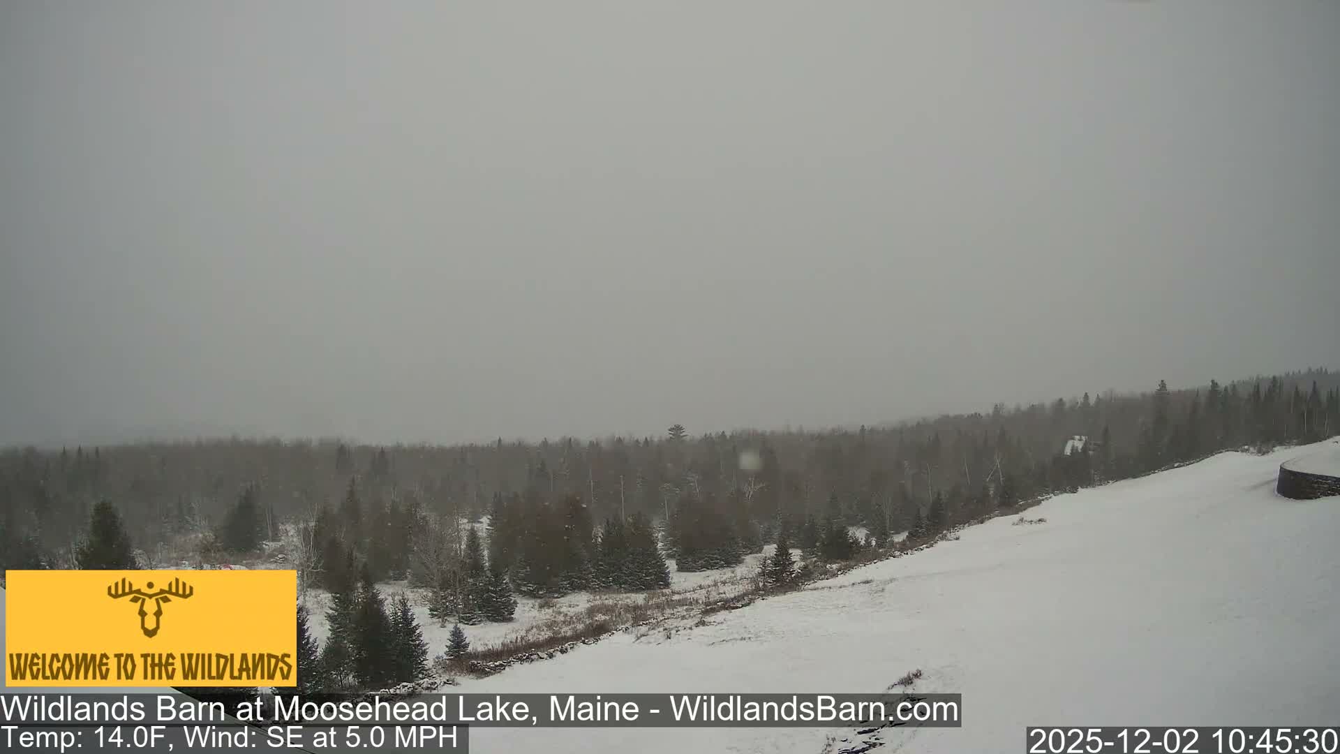 A snowy landscape, featuring a gentle slope leading to a dense evergreen forest, is observed under a heavily overcast and dull grey sky, with conditions appearing foggy or with light snowfall.