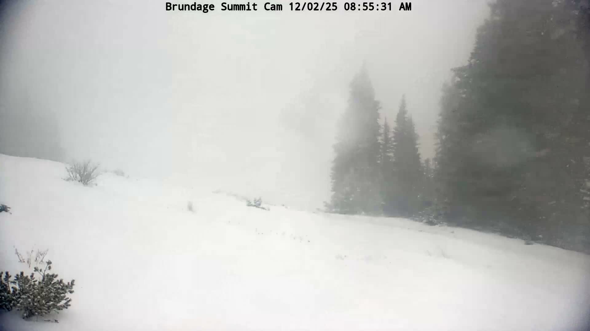 A snow-covered mountain landscape with scattered shrubs and evergreen trees is shrouded in dense fog, resulting in very low visibility.