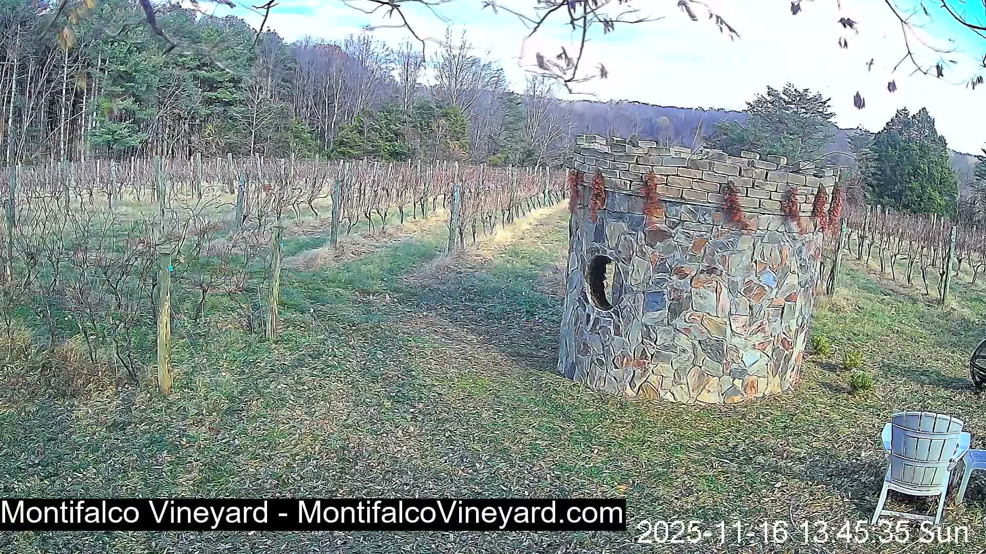 Virginia, Montifalco Vineyard Live Cam - Advance Mills, Albemarle, Virginia, USA