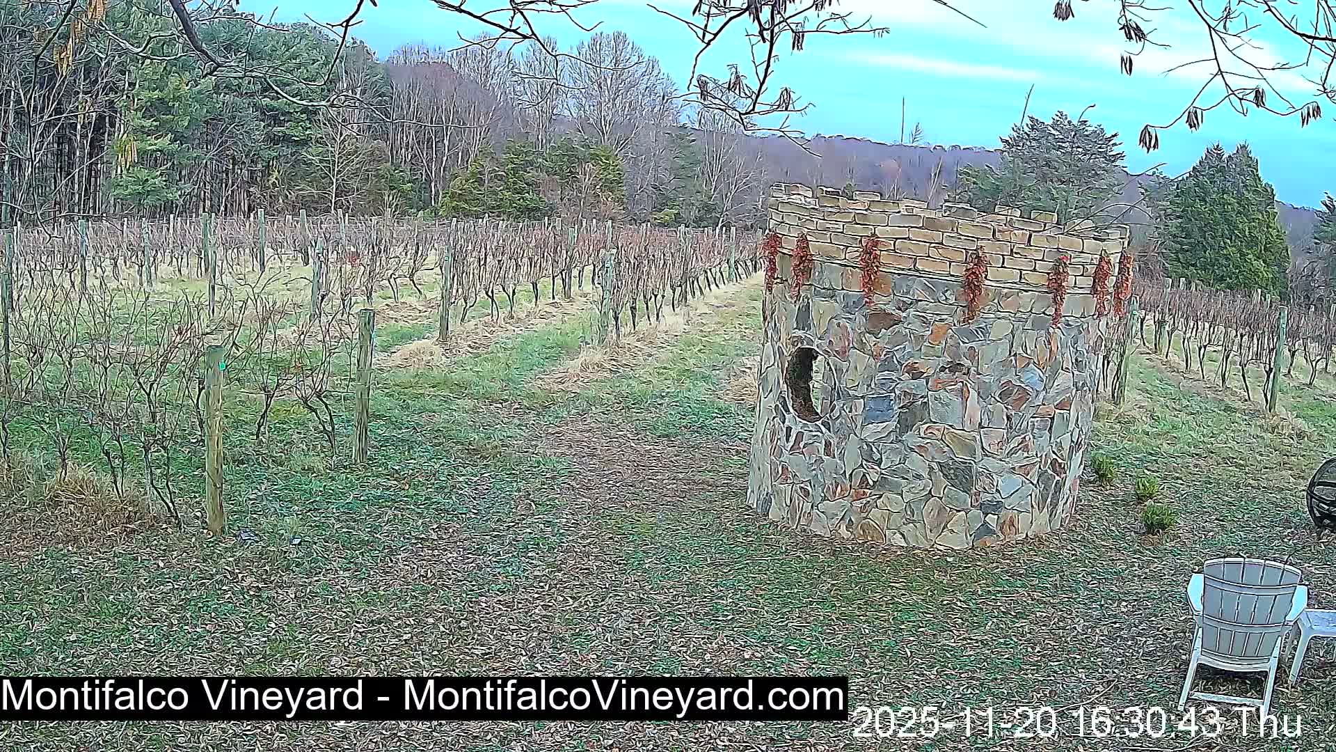 Virginia, Montifalco Vineyard Live Cam - Advance Mills, Albemarle, Virginia, USA