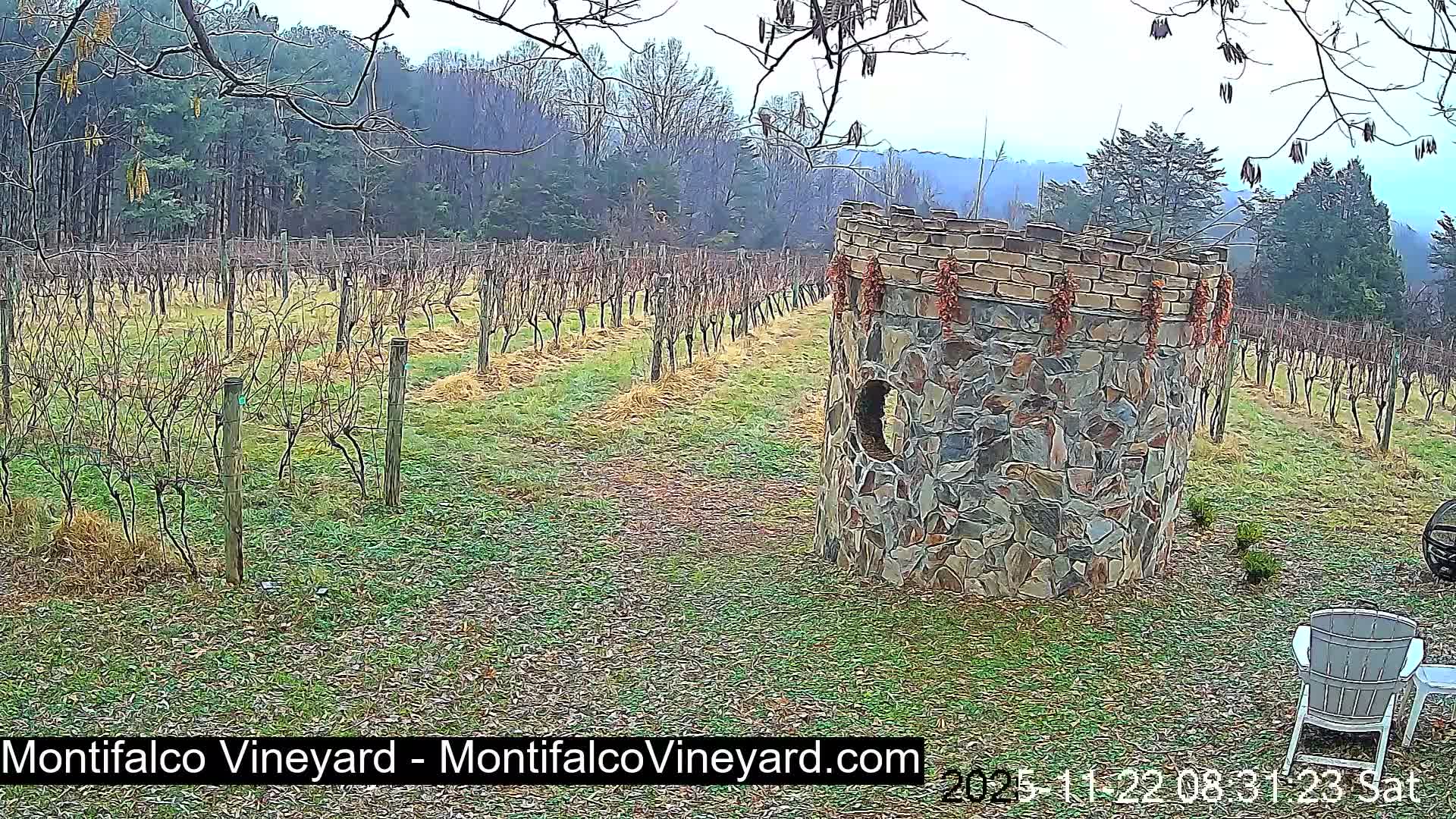 Virginia, Montifalco Vineyard Live Cam - Advance Mills, Albemarle, Virginia, USA