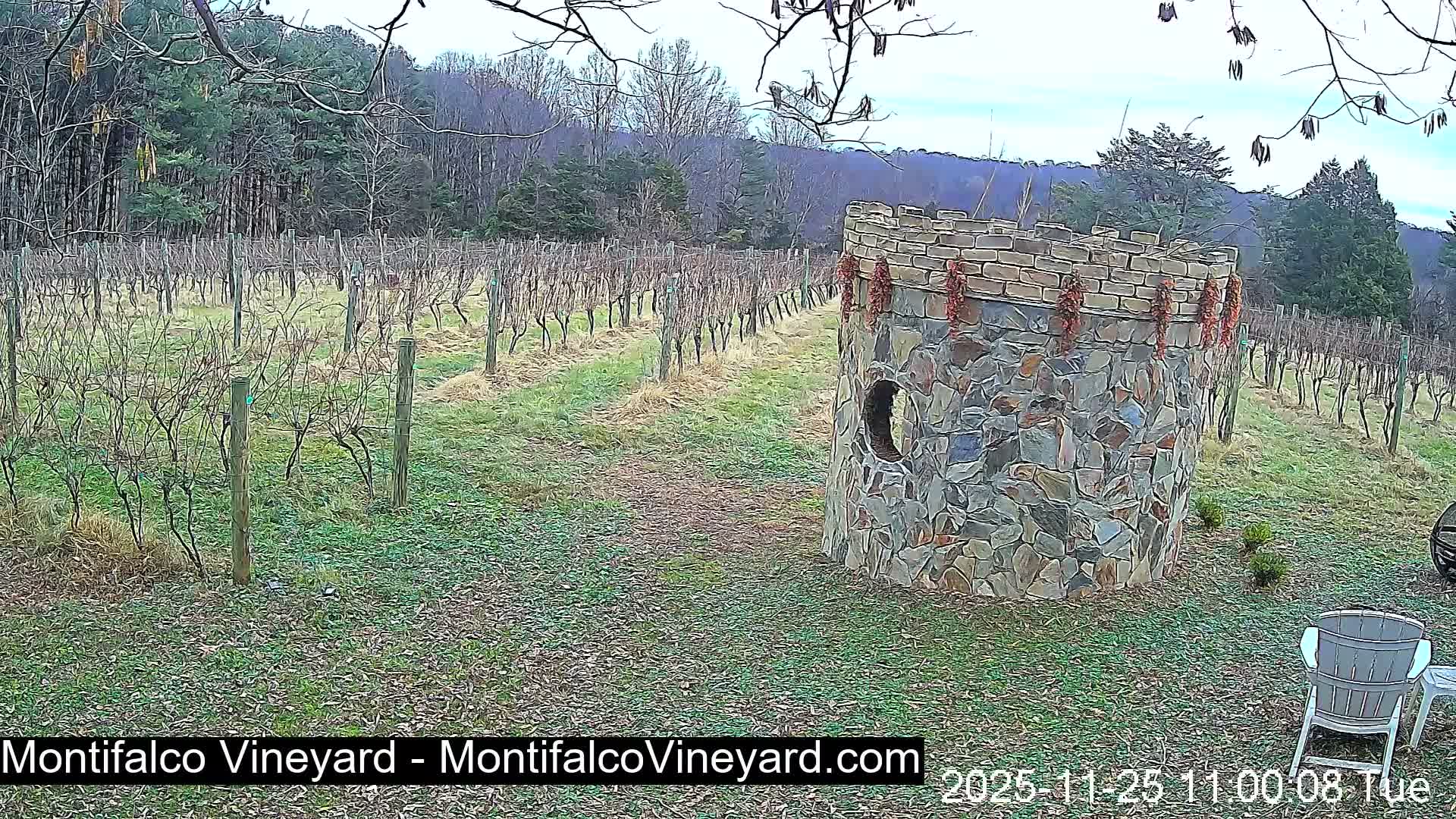 Virginia, Montifalco Vineyard Live Cam - Advance Mills, Albemarle, Virginia, USA
